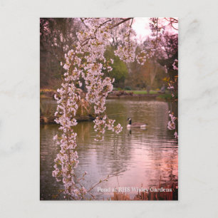 Pond at RHS Wisley, England  Postcard