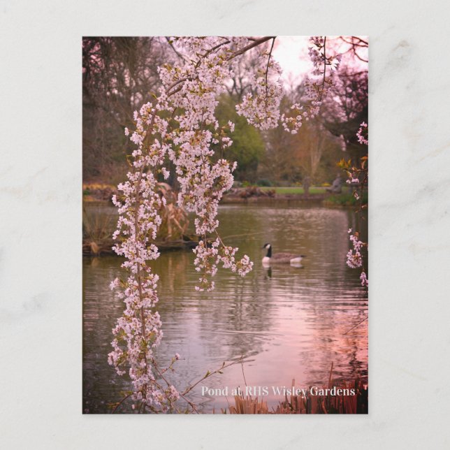 Pond at RHS Wisley, England  Postcard (Front)