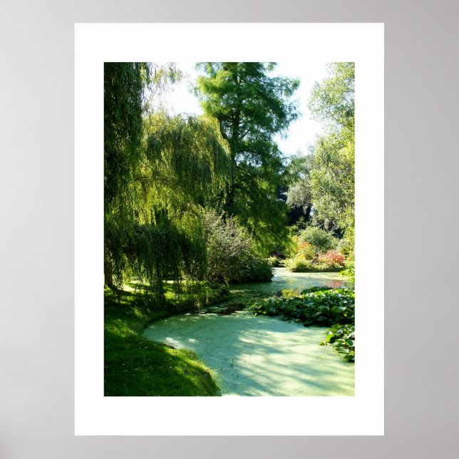 Pond covered with duckweed poster (Front)