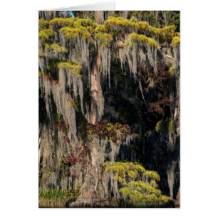 Pond Cypress in Flooded Swamp