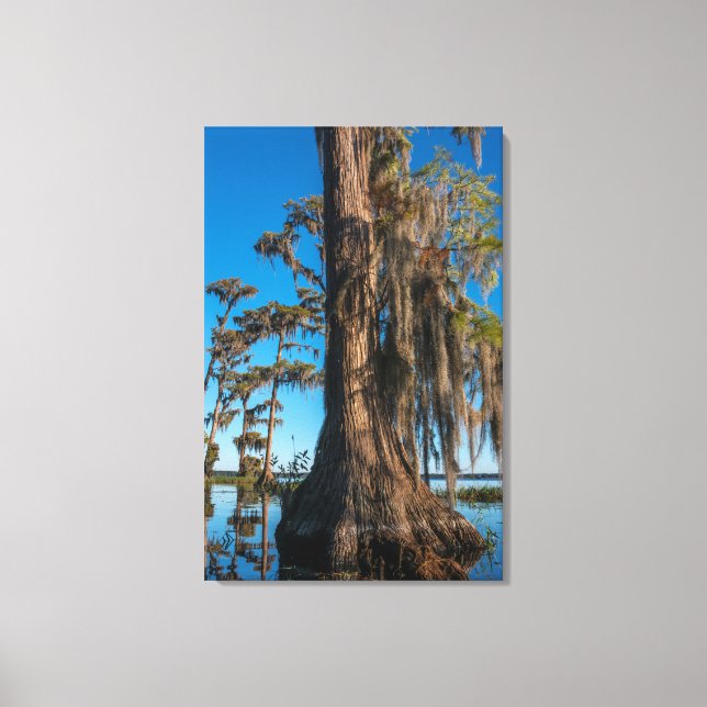 Pond Cypress Tree in a Swamp Canvas Print (Front)