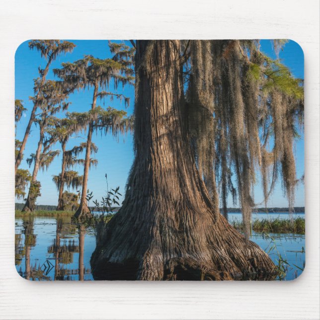 Pond Cypress Tree in a Swamp Mouse Pad (Front)