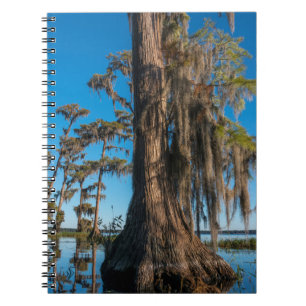 Pond Cypress Tree in a Swamp Notebook