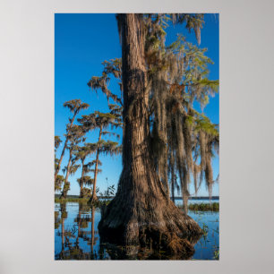 Pond Cypress Tree in a Swamp Poster