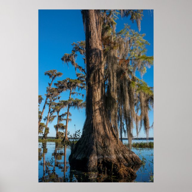 Pond Cypress Tree in a Swamp Poster (Front)