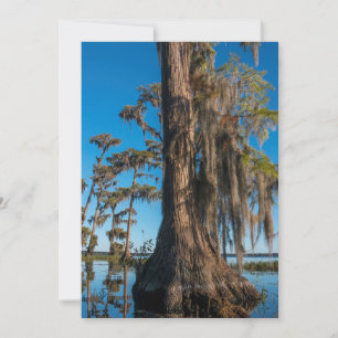 Pond Cypress Tree in a Swamp Thank You Card
