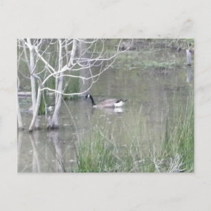 Pond Goose Postcard