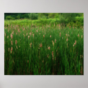 Pond Of Fluffy Cattails Orton Effect Poster