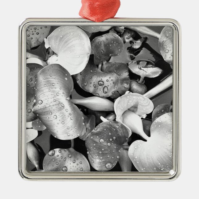 Pond Plants and Black and White Metal Ornament (Front)