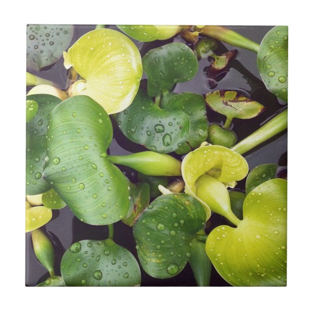 Pond Plants at the grocery store Tile (Front)