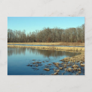 Pond Postcard