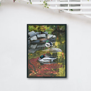 Pond Reflections and Ducks Glossy Photographic Poster
