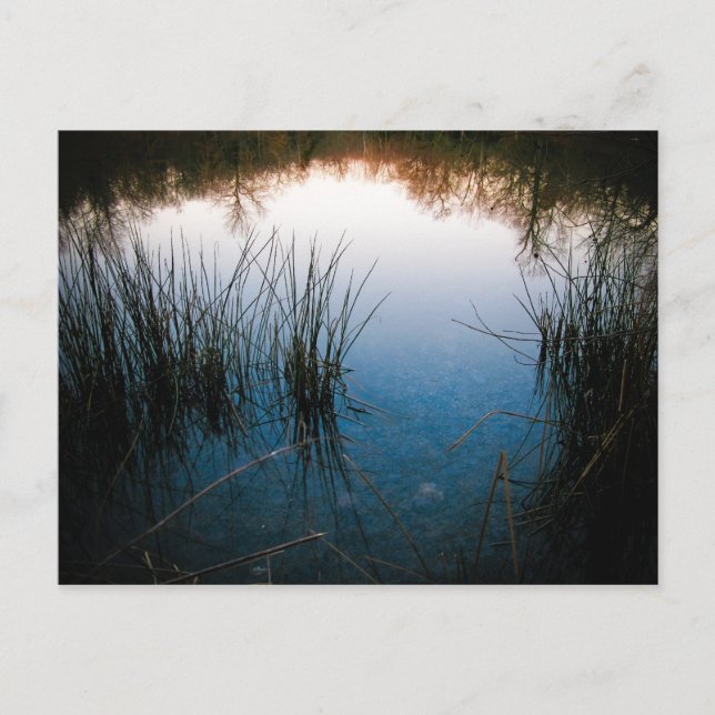 Pond Reflections Postcard (Front)