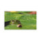 Pond Services