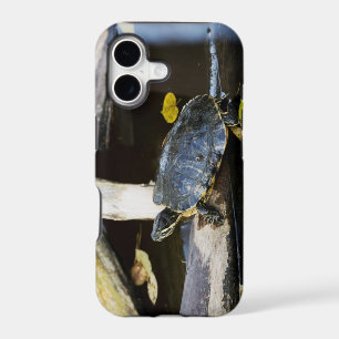Pond slider turtle in the wild