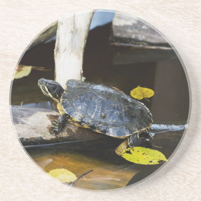 Pond slider turtle in the wild coaster (Front)