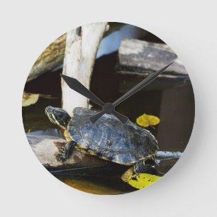 Pond slider turtle in the wild round clock