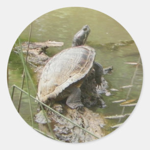 Pond Turtle Stickers