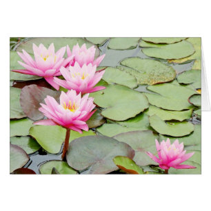 Pond Water Garden Waterlily Flower Floral Lilypads