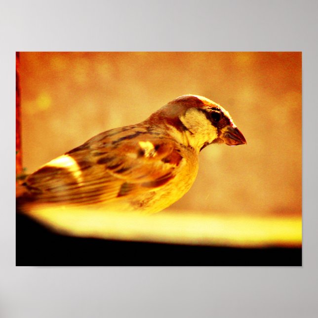 Pondering Sparrow Poster (Front)