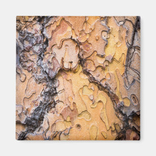 Ponderosa pine bark, Washington Magnet