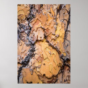Ponderosa pine bark, Washington Poster