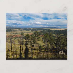 Ponderosa Pine from Devils Tower Postcard