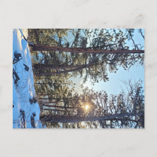 Ponderosa Shine Colorado Mountain Postcard