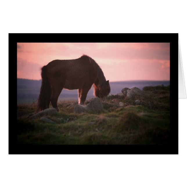 Poney de Dartmoor au coucher du soleil (Devant horizontal)