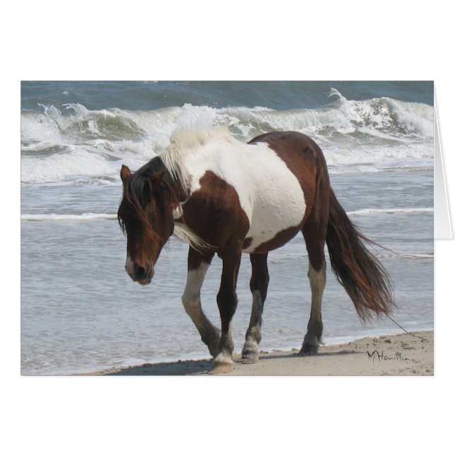 Poney d'île d'Assateague (Devant horizontal)