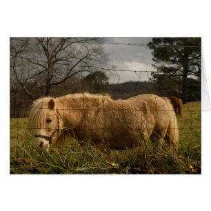 Poney miniature blond / Cheval
