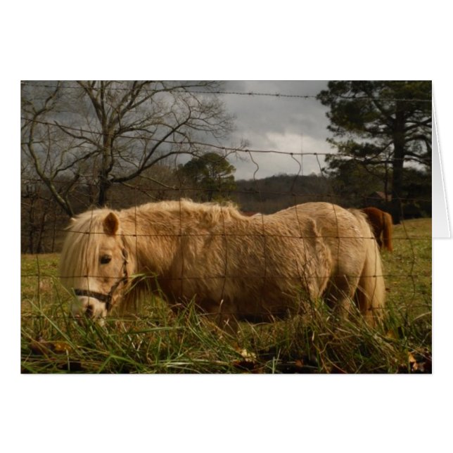 Poney miniature blond / Cheval (Devant horizontal)