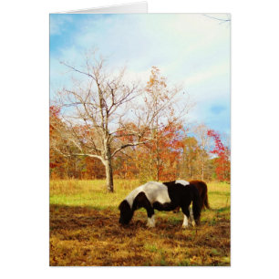Poney miniature noir et blanc / Cheval