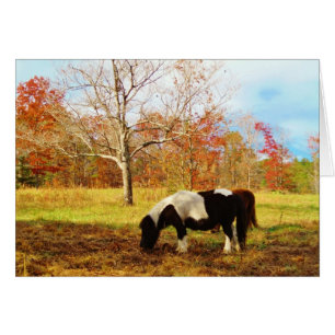 Poney miniature noir et blanc / Cheval
