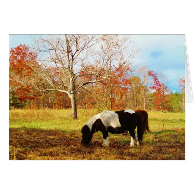 Poney miniature noir et blanc / Cheval (Devant horizontal)