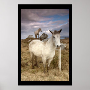 Poneys de Connemara. Affiche par le cARTerART