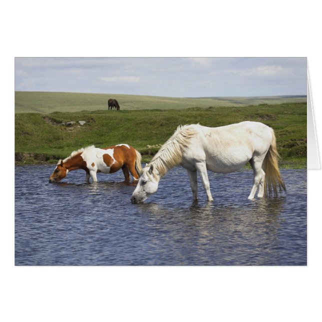 Ponies At Watering Hole blank notelet / card (Front Horizontal)
