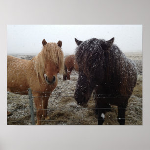 Ponies islandaises, chevaux islandais en affiche d