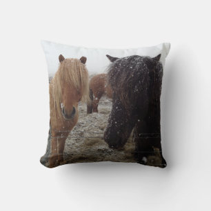 Ponies islandaises, chevaux islandais en coussin d