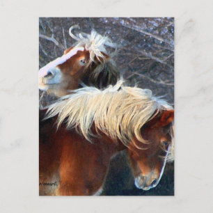 ponies postcard