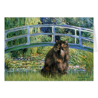 Pont - Chat calico persan