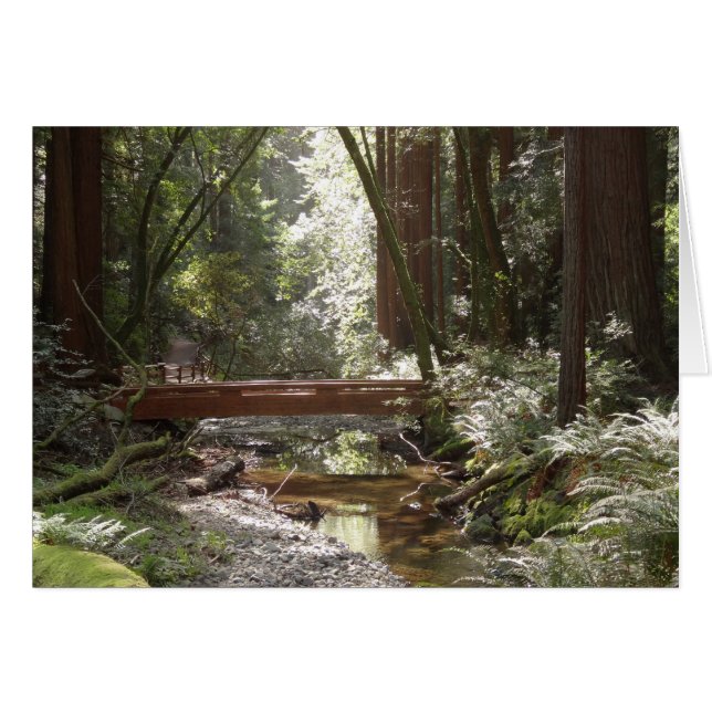 Pont Muir Woods II (Devant horizontal)