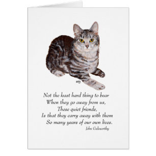 Pont Rainbow Tabby Cat