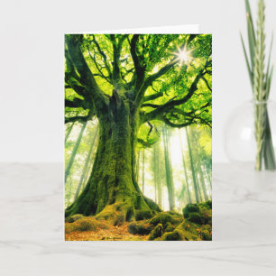 Ponthus' Beech Card