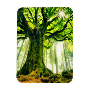 Ponthus' Beech Magnet