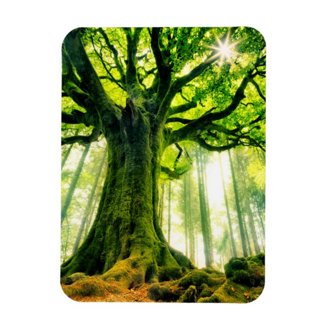 Ponthus' Beech Magnet (Vertical)