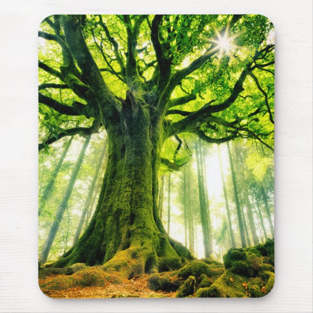 Ponthus' Beech Mouse Pad (Front)