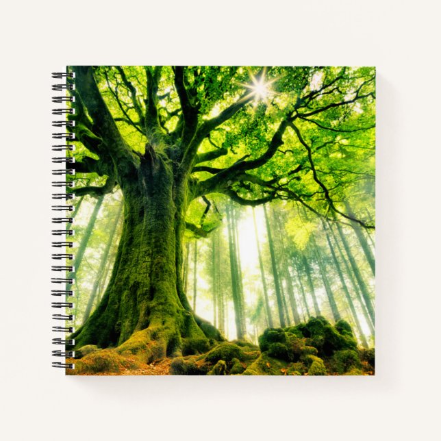 Ponthus' Beech Notebook (Front)