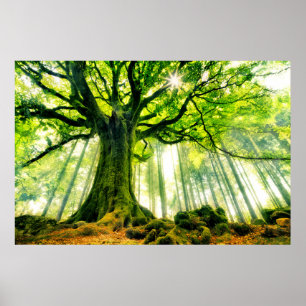 Ponthus' Beech Poster