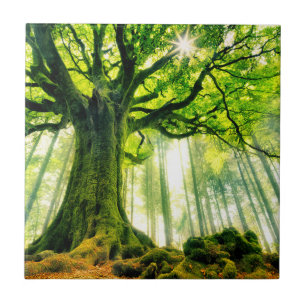 Ponthus' Beech Tile